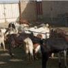 خانه و  آشپزخانه - حیوانات - پستانداران