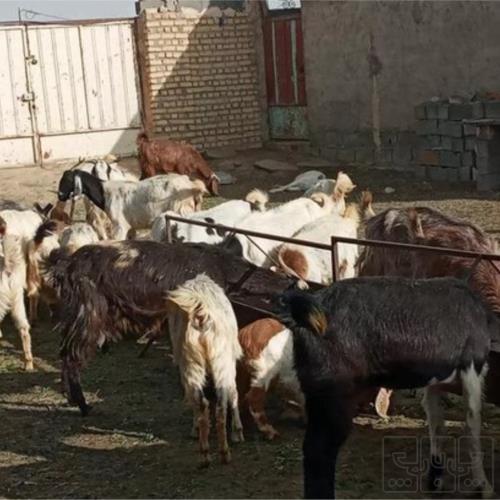 خانه و  آشپزخانه - حیوانات - پستانداران