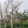 باغ و باغچه - اجاره