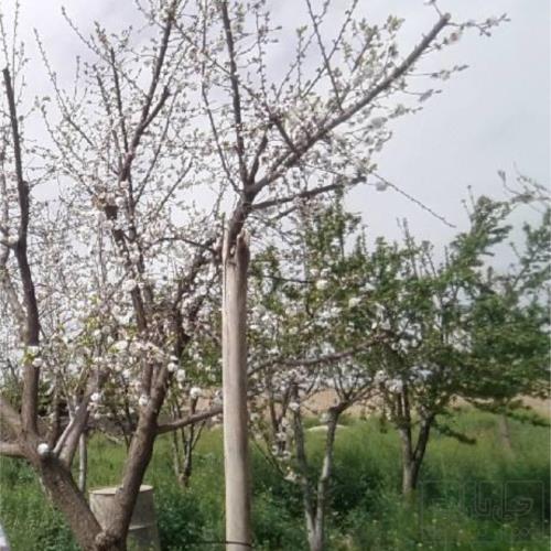 باغ و باغچه - اجاره