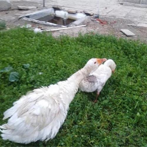 خانه و  آشپزخانه - حیوانات - پرندگان