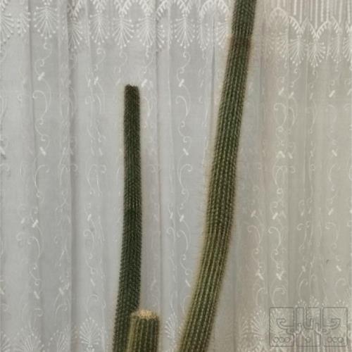 خانه و  آشپزخانه - باغبانی - گل و گیاه طبیعی