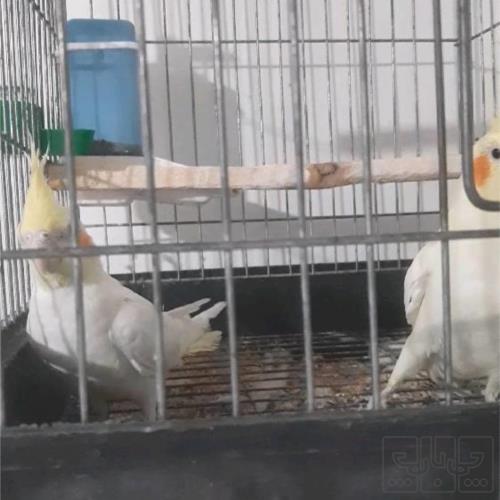 خانه و  آشپزخانه - حیوانات - پرندگان