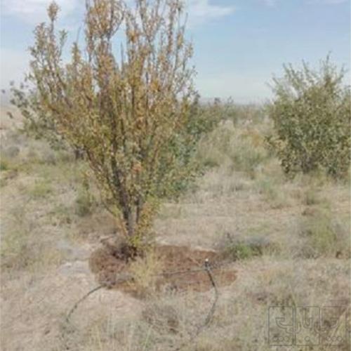 باغ و باغچه - انتقال مالکیت قطعی