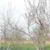 باغ و باغچه - اجاره