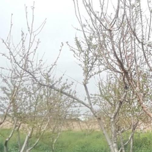 باغ و باغچه - اجاره
