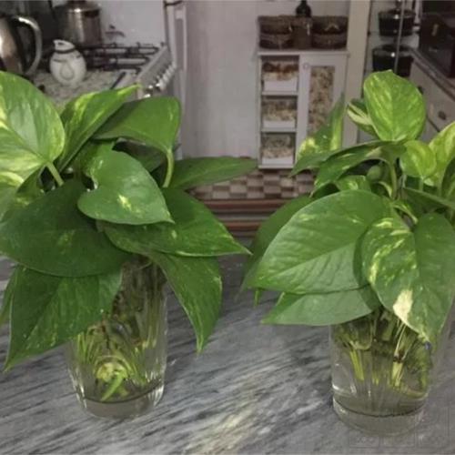 خانه و  آشپزخانه - باغبانی - گل و گیاه طبیعی