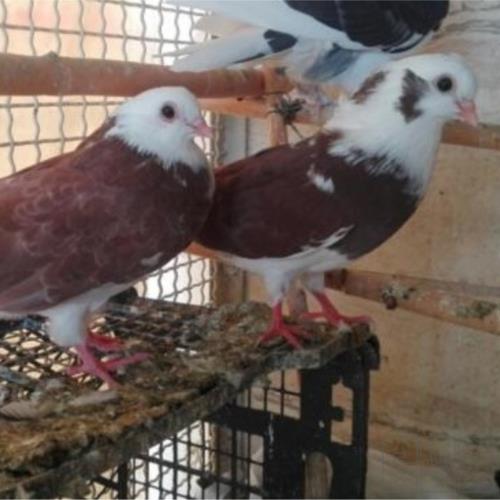 خانه و  آشپزخانه - حیوانات - پرندگان