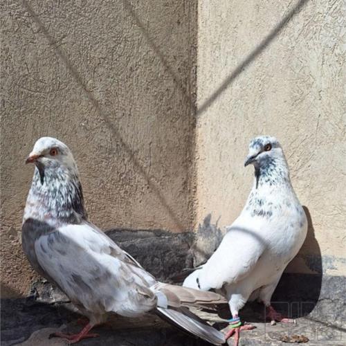 خانه و  آشپزخانه - حیوانات - پرندگان