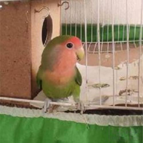 خانه و  آشپزخانه - حیوانات - پرندگان