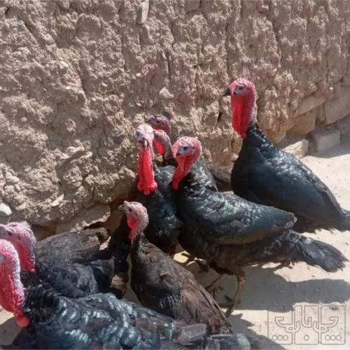 خانه و  آشپزخانه - حیوانات - پرندگان