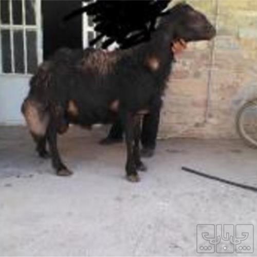 خانه و  آشپزخانه - حیوانات - پستانداران