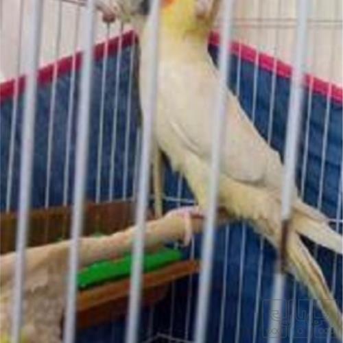 خانه و  آشپزخانه - حیوانات - پرندگان