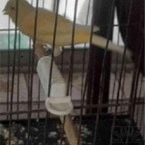 خانه و  آشپزخانه - حیوانات - پرندگان