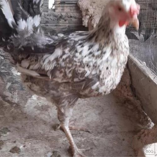 خانه و  آشپزخانه - حیوانات - پرندگان