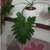 خانه و  آشپزخانه - باغبانی - گل و گیاه طبیعی