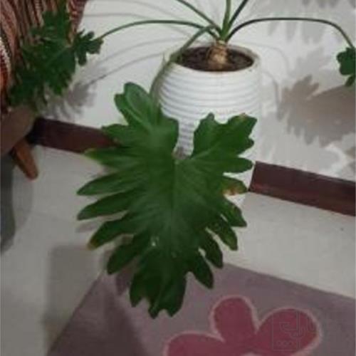 خانه و  آشپزخانه - باغبانی - گل و گیاه طبیعی