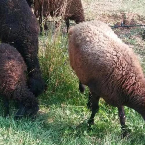 خانه و  آشپزخانه - حیوانات - پستانداران