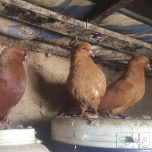 خانه و  آشپزخانه - حیوانات - پرندگان