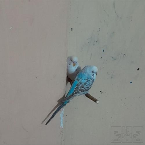 خانه و  آشپزخانه - حیوانات - پرندگان
