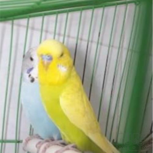 خانه و  آشپزخانه - حیوانات - پرندگان