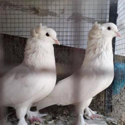 خانه و  آشپزخانه - حیوانات - پرندگان