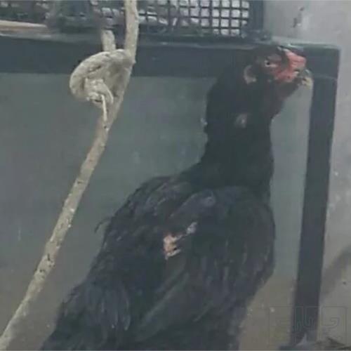 خانه و  آشپزخانه - حیوانات - پرندگان