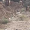 خانه و  آشپزخانه - حیوانات - پستانداران