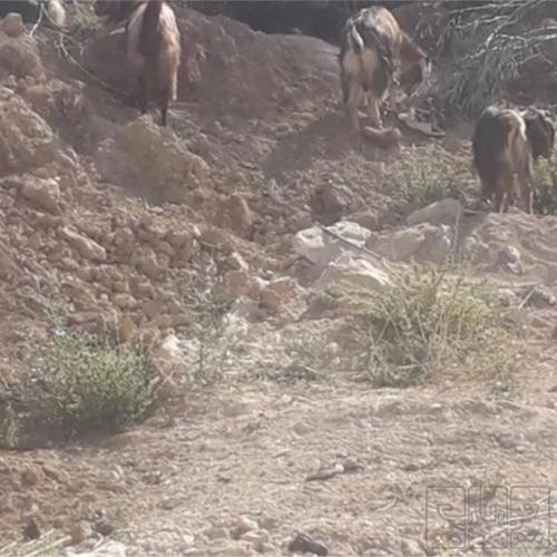 خانه و  آشپزخانه - حیوانات - پستانداران