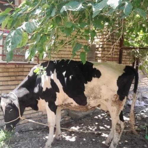 خانه و  آشپزخانه - حیوانات - پستانداران