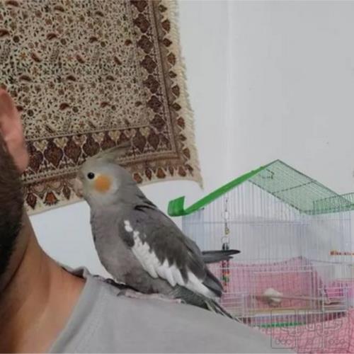 خانه و  آشپزخانه - حیوانات - پرندگان