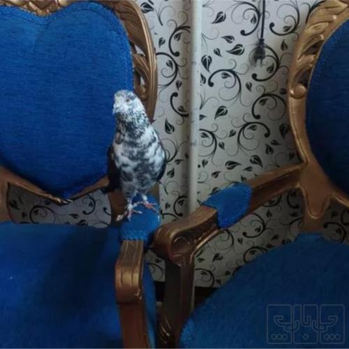 خانه و  آشپزخانه - حیوانات - پرندگان