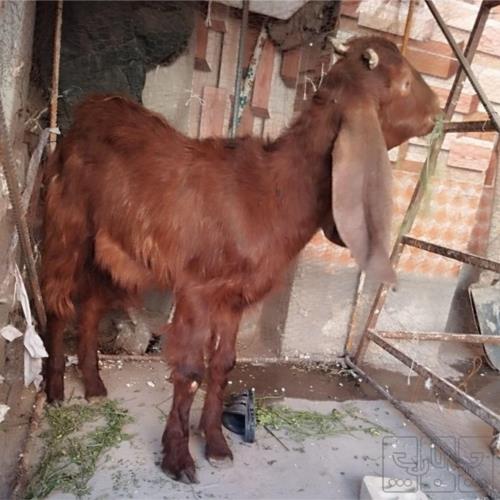 خانه و  آشپزخانه - حیوانات - پستانداران