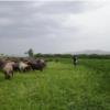 خانه و  آشپزخانه - حیوانات - پستانداران
