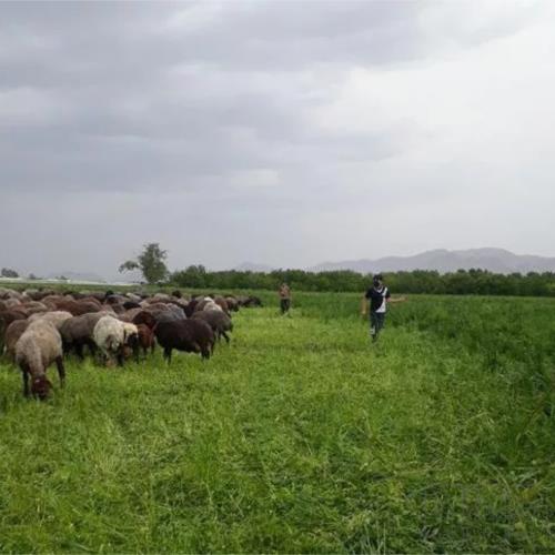 خانه و  آشپزخانه - حیوانات - پستانداران