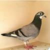 خانه و  آشپزخانه - حیوانات - پرندگان