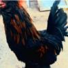 خانه و  آشپزخانه - حیوانات - پرندگان