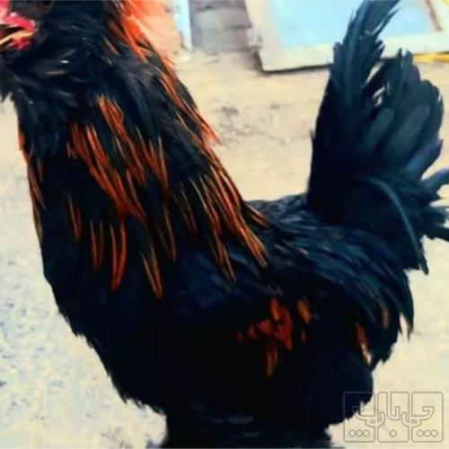 خانه و  آشپزخانه - حیوانات - پرندگان