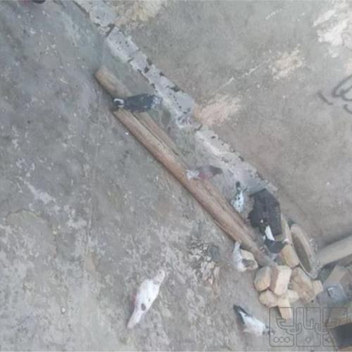 خانه و  آشپزخانه - حیوانات - پرندگان