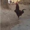 خانه و  آشپزخانه - حیوانات - پرندگان