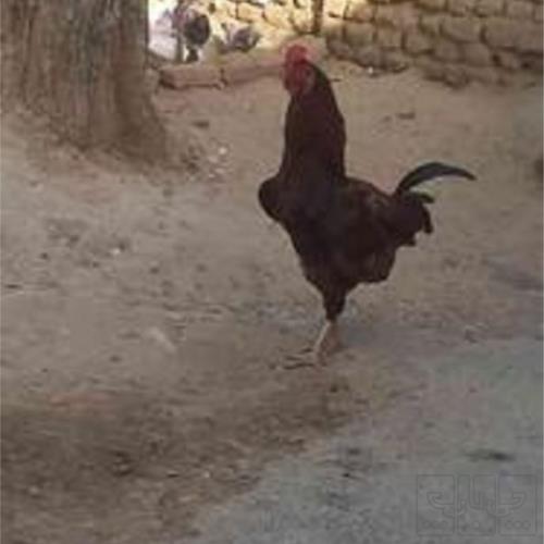 خانه و  آشپزخانه - حیوانات - پرندگان