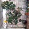 خانه و  آشپزخانه - باغبانی - گل و گیاه طبیعی