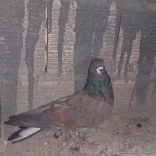خانه و  آشپزخانه - حیوانات - پرندگان