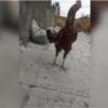خانه و  آشپزخانه - حیوانات - پرندگان