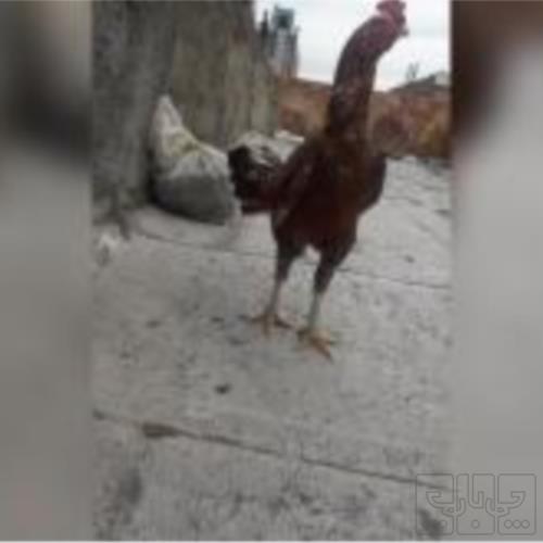 خانه و  آشپزخانه - حیوانات - پرندگان