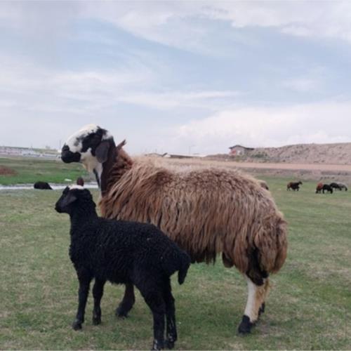 خانه و  آشپزخانه - حیوانات - پستانداران