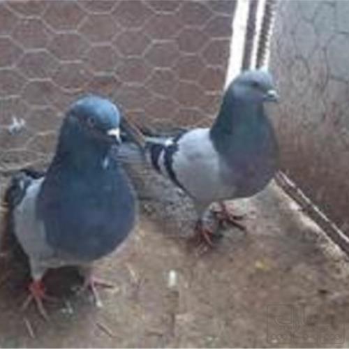 خانه و  آشپزخانه - حیوانات - پرندگان