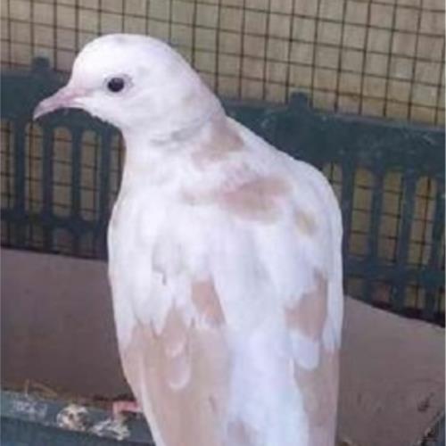 خانه و  آشپزخانه - حیوانات - پرندگان