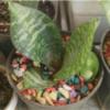 خانه و  آشپزخانه - باغبانی - گل و گیاه طبیعی