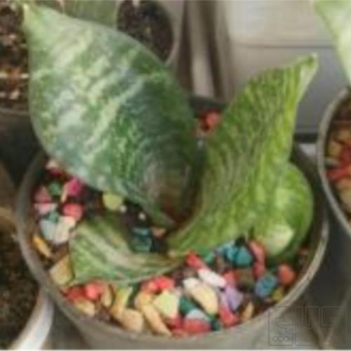 خانه و  آشپزخانه - باغبانی - گل و گیاه طبیعی